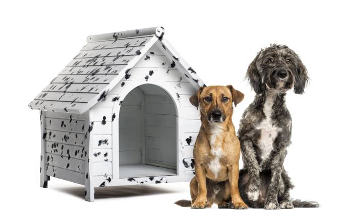 Best Double Dog House