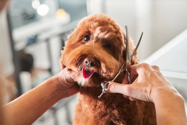 The Labradoodle Grooming Guide
