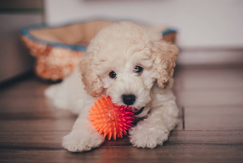 5-Month-Old Poodle – Find yours!