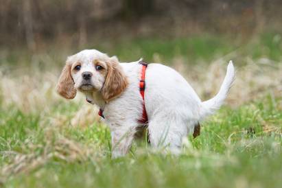 How Long Will Puppy Poop Worms After Deworming