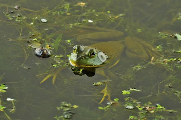 Can Frogs Breath Underwater