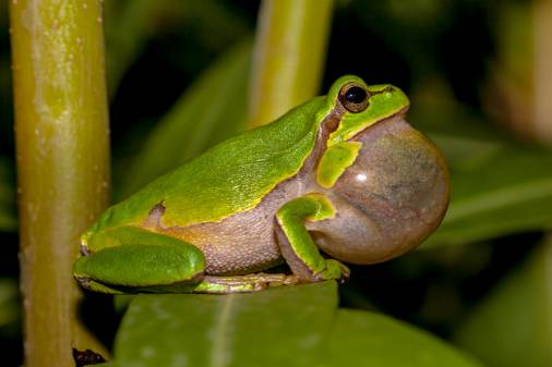 Do Frogs Have Backbones?