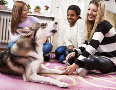 18 Can Dogs Drink Chocolate Milk