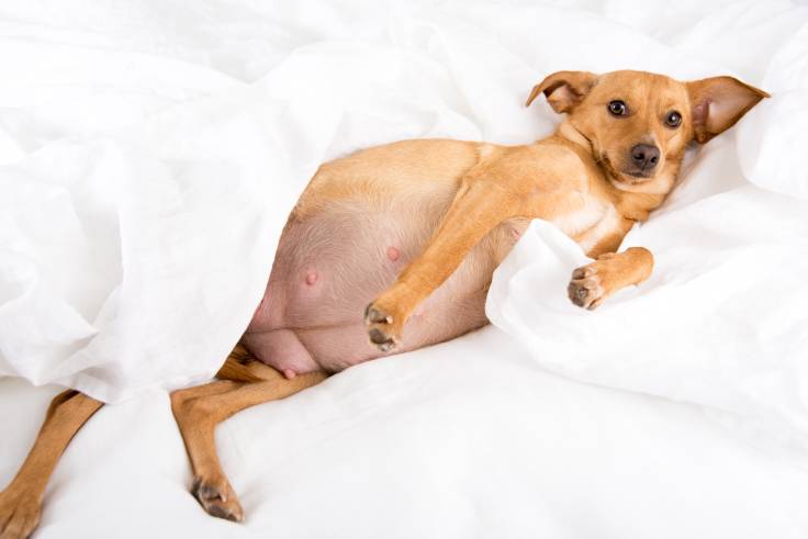 Can a Dog Get Pregnant When Not in Heat?