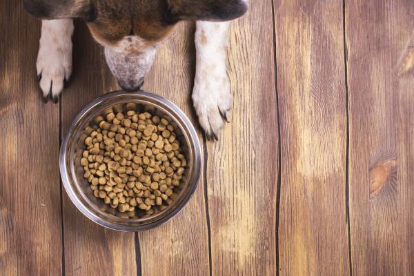 Dry Dog Food for Loose Stools