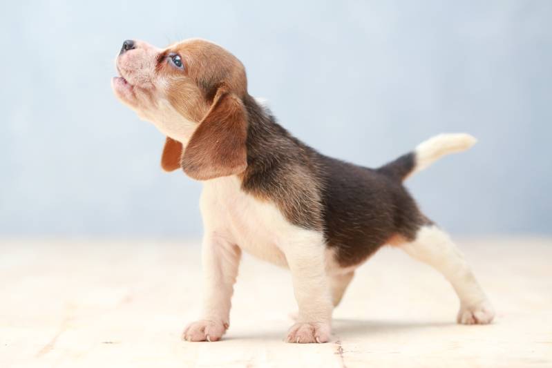 5-Month-Old Beagle
