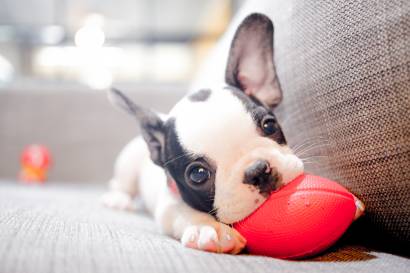 5-Month-Old French Bulldog – Find yours!