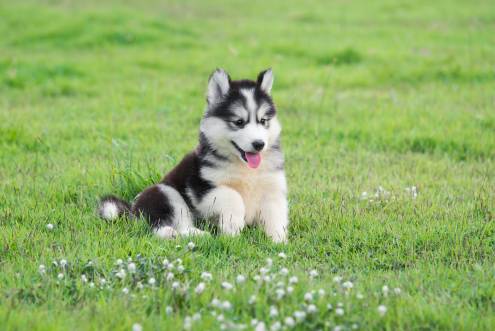 5-Month-Old Husky – Find yours!