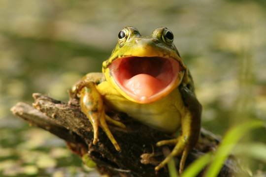 Why Do Frogs Scream?