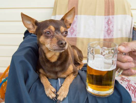 My Dog Drank Alcohol What Should I Do?