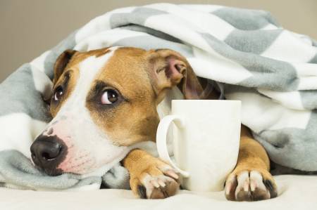 My Dog Drank Instant Coffee What Should I Do?