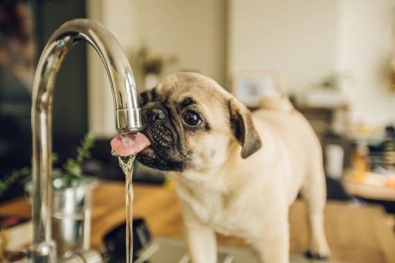Dog Drank Hot Water