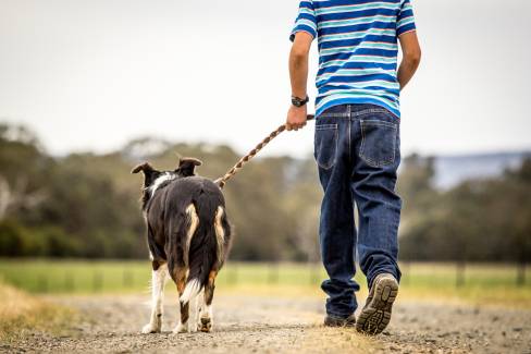 The Do’s And Don’ts To Remember When Walking Your Dog