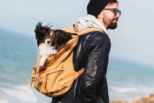 Study Abroad with your Pet: Documents and Rules