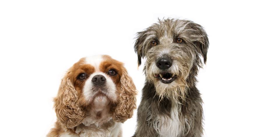 Dogs from Lady and the Tramp