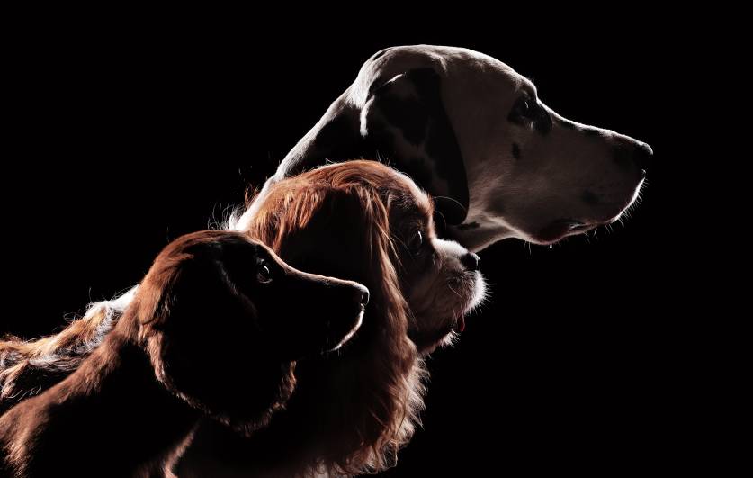 Brown Dog Breeds