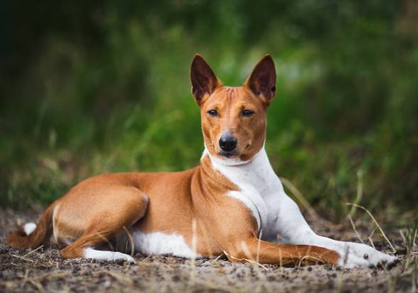Basenji – Full Owner’s Guide
