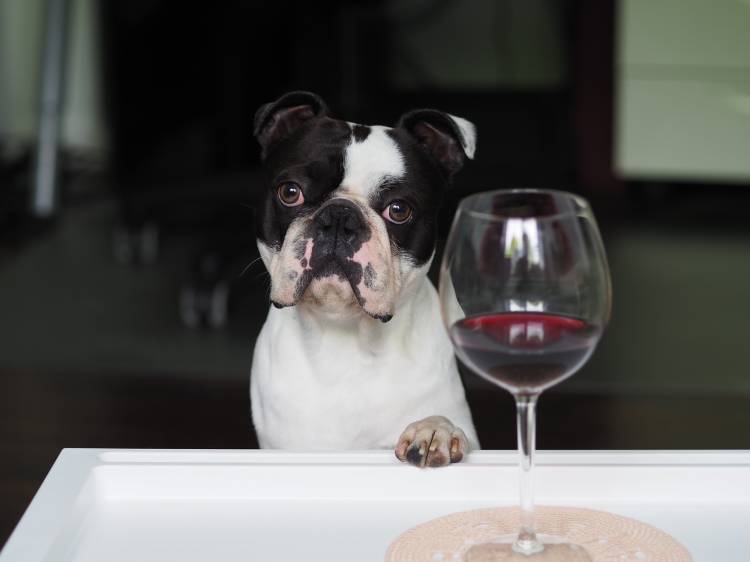 Dog Drank Wine