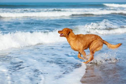 Dog Drank Sea Water