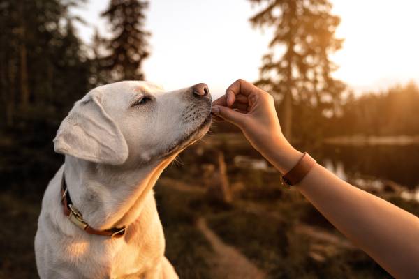 How to Use Treats Properly When Training Your Dog