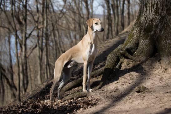 Dog Breeds Similar to Greyhounds