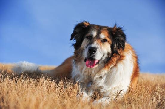 Border Collie Pyrenees Guide