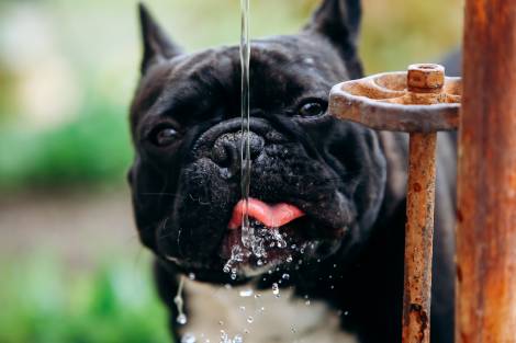Dog Drank Rusty Water