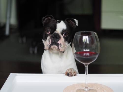 Dog Drank Red Wine
