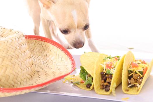My Dog Ate Taco Meat What Should I Do?