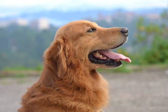 Top Things You Need to Know Before Getting a Golden Retriever