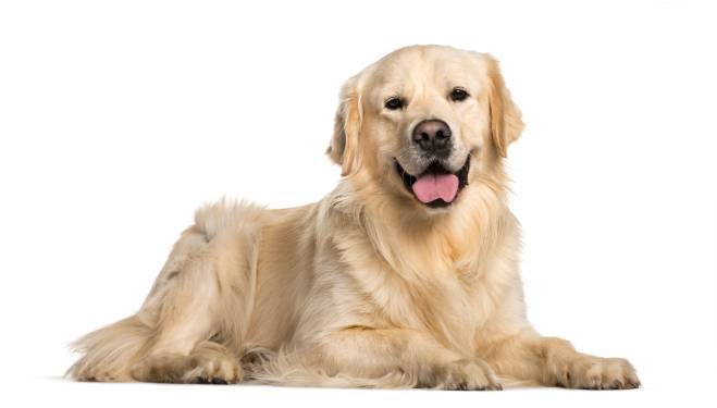 Blonde Dog Breeds | Our Fit Pets