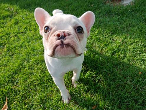 French Bulldog Pitbull Mix – Owner’s Guide
