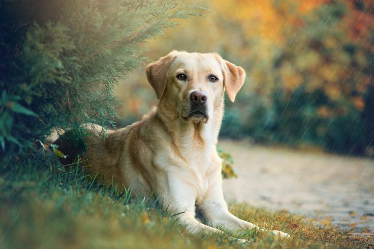 What Should You Know About Labrador Retrievers?