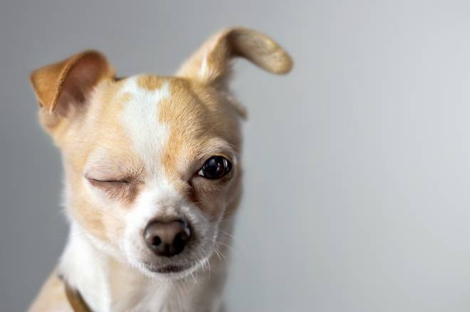 Chihuahua Floppy Ears