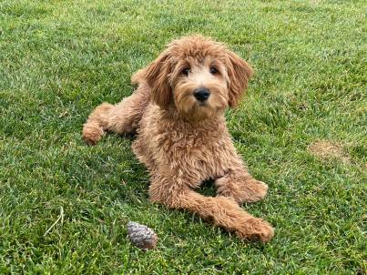 Goldendoodle Rescues for Adoption