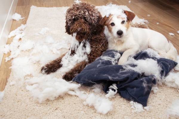 My Dog Ate Bed Stuffing What Should I Do?