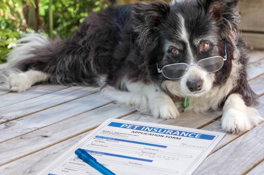 Finding Pet Insurance Plans
