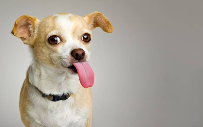 Chihuahua Tongue Sticking Out – What to Do?