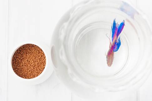 My Dog Ate Betta Fish Food What Should I Do?