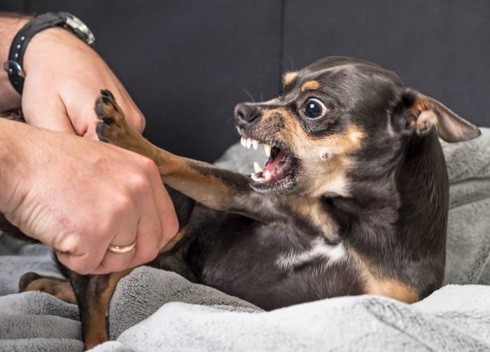 Why Are Chihuahuas So Aggressive?