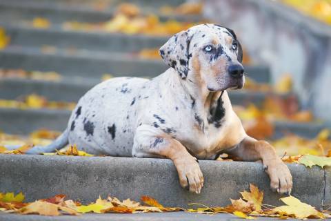 Catahoula Pitbull Mix – Owner’s Guide