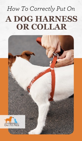 How To Correctly Put On A Dog Harness Or Collar