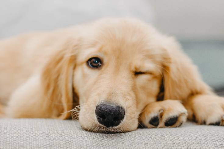 Why Golden Retrievers Develop Anxiety and What You Can Do to Help