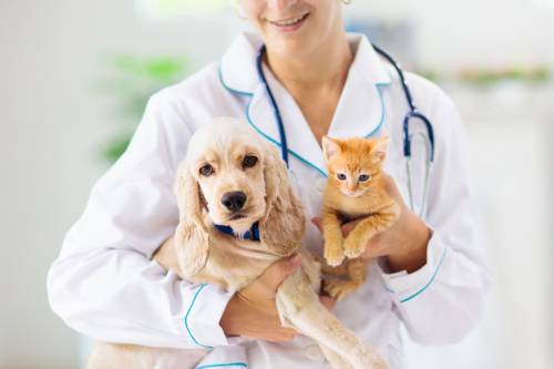 How to Become a Veterinarian: The World’s Best Universities