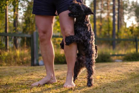 Can Dogs Get Sexually Attracted To Humans?