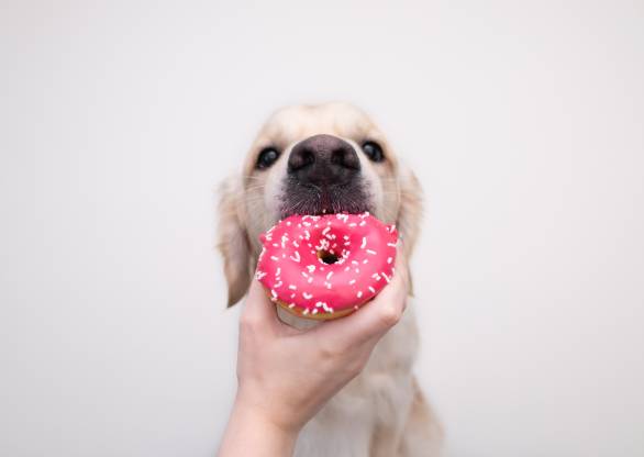 My Dog Ate a Donut