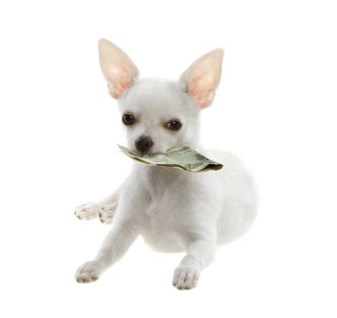 My Dog Ate Dollar Bill