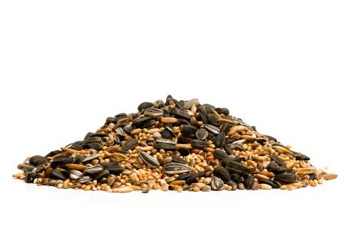 My Dog Ate Bird Seed What Should I Do?