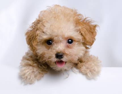 Teacup Toy Poodle Price Range Cost