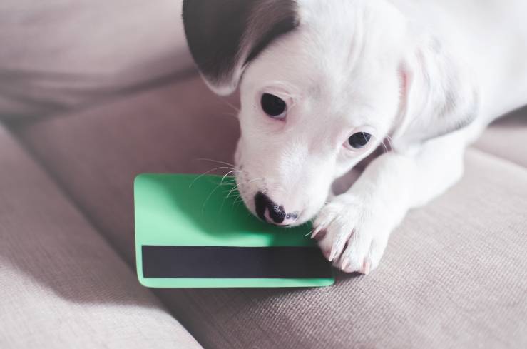 My Dog Ate Credit Card What Should I Do?